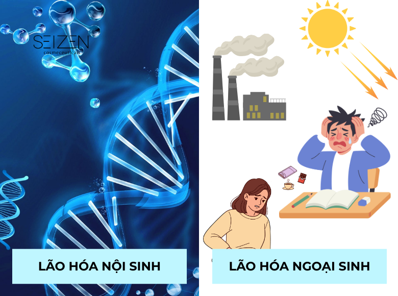 routine-skincare-cho-da-lao-hoa_-giup-lan-da-cang-bong-va-tuoi-tre-hon